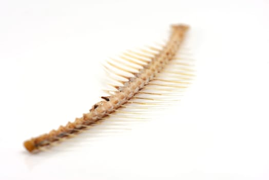 Fishbone Isolated on White