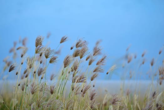 Grass Flowers