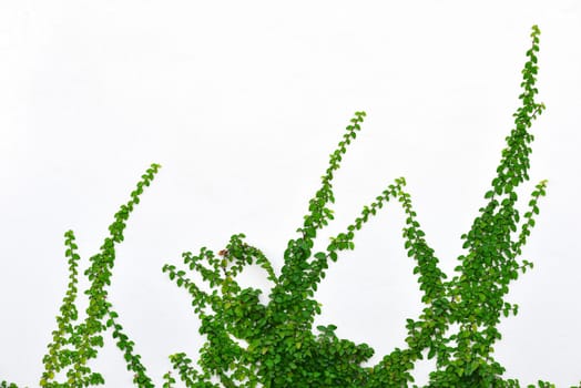Ivy Background