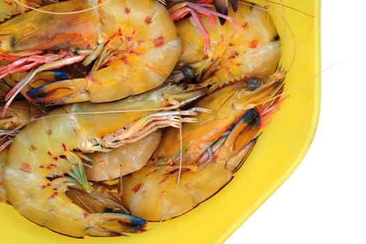 Tiger shrimp isolated on white