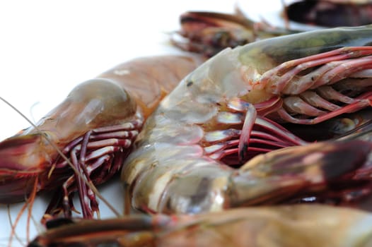 Tiger shrimp isolated on white