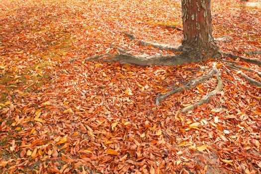 dry leaves of autumn