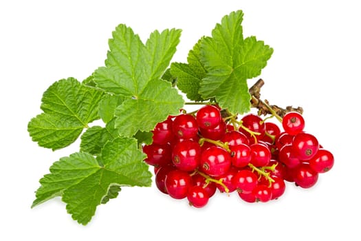 a sprig of redcurrants with leaves