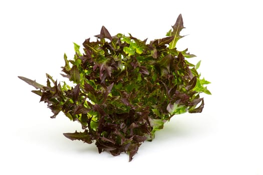 Lollo rosso lettuce on white