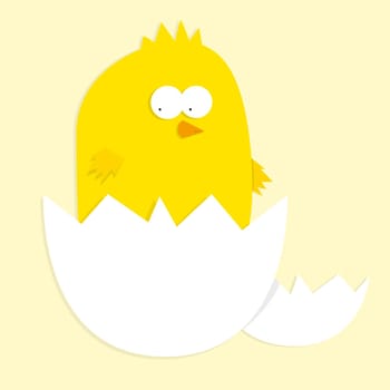 Yellow little baby chicken
