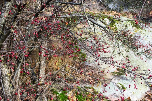 Träd på höstkanten bara dom röda bären kvar.Trees in the autumn only those red berries left