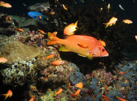 On a reef in the Maldives