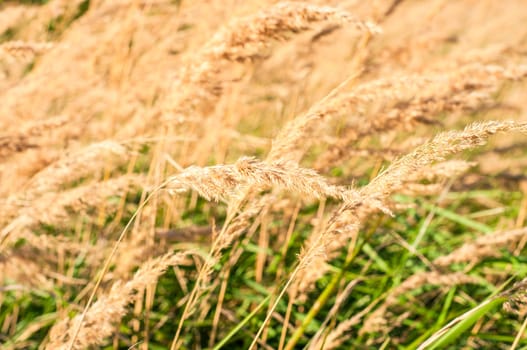 An image of dried grass