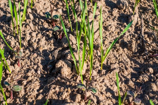 an imagee fo small wheat plants