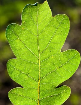 an image of leaf close up