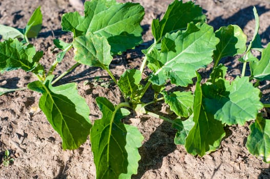 An image of rapeseed plant