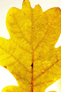 an image of leaf close up