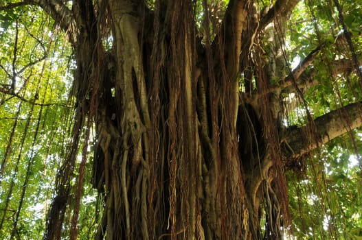 recorded in the Maldives