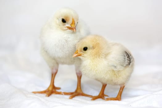 Two tiny yellow chickens  with orange legs and beaks