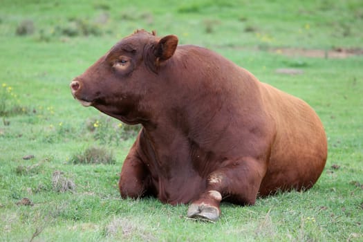 Large Brangus cattle resting on the ground and chewing the cud