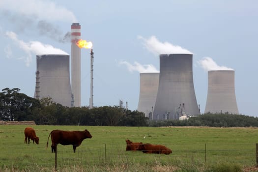 Industrial power and fuel factory with cows and meadow in foreground