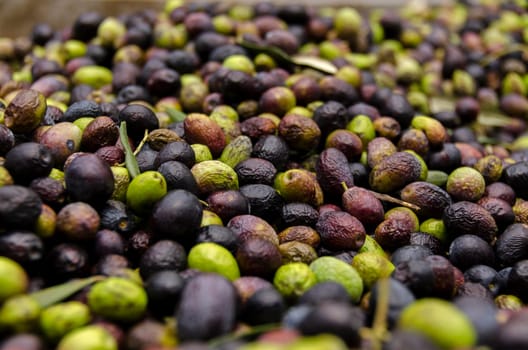 green and black olives in a mill ready to be squeezed