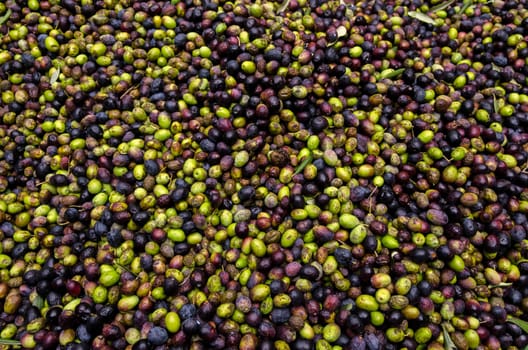 green and black olives in a mill ready to be squeezed