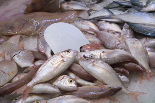 Unsorted fresh seafood prepared for sale on the market. The blank price tag is on the picture..