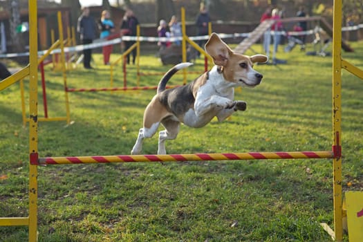 Beagle bitch is jumping an obstacle outdoors.
