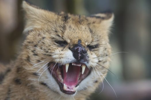 The fishing cat (Prionailurus viverrinus)  with bared teeth