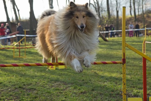 Collie Rough dog is jumping an obstacle outdoors.