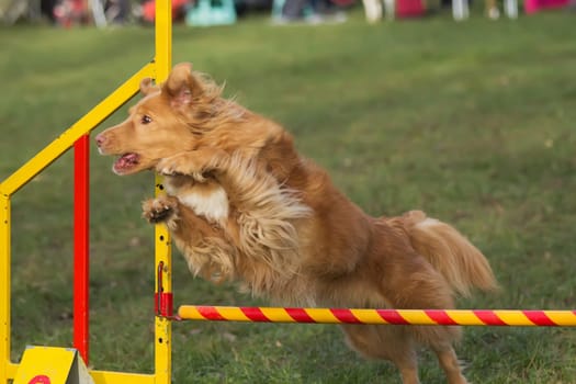 Brown dog is jumping an aobstacle outdoors.