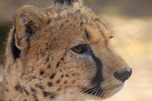 Detailed side view of cheetah head (Acinonyx jubatus). Horizontally.