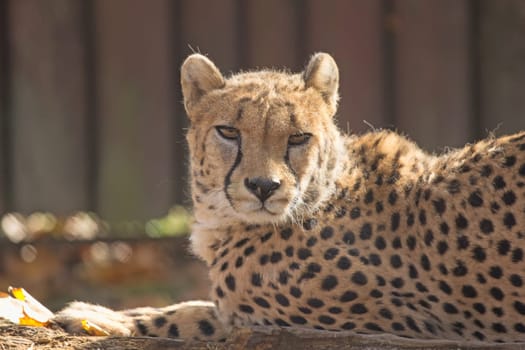 Detailed side view of laying cheetah. (Acinonyx jubatus). Horizontally.