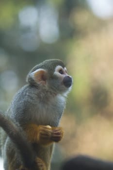 Common squirrel monkey is sitting on the brunch of tree.