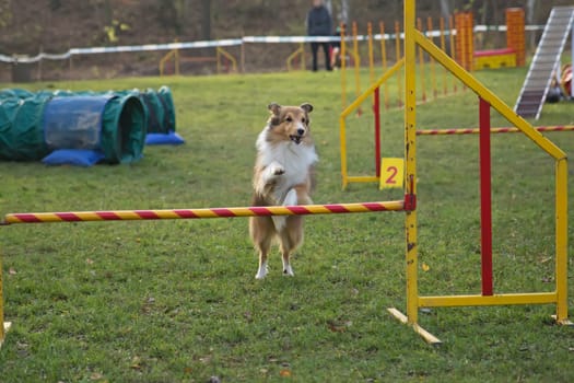 Shetland Sheepdog (Sheltie) is jumping an obstacle.