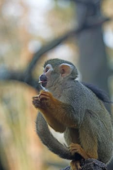 Common squirrel monkey is sitting on the brunch of tree. Side view.