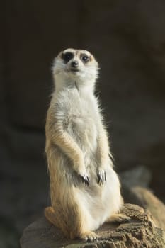 One suricatta standing. Dark background. Vertically.