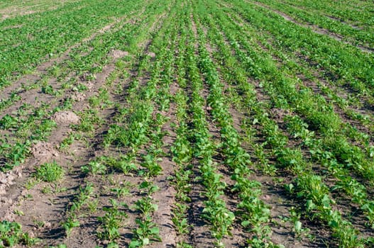An image of rapeseed plant