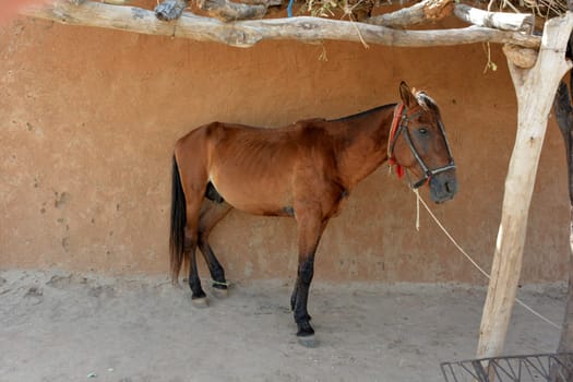 horse in a stable in Africa