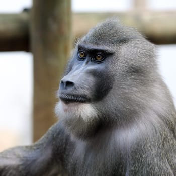 Details of a portrait of a drill in captivity.