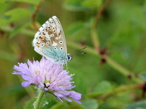 Silver-green blue (Polyommatus coridon) on pigeon scabiosis (Scabiosa columbaria)