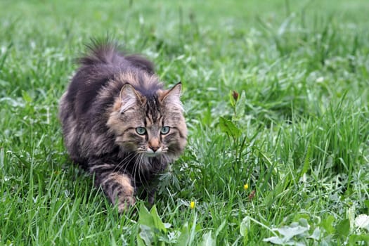 On the hunt