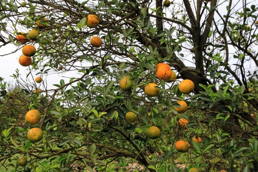 Orange tree in Florida