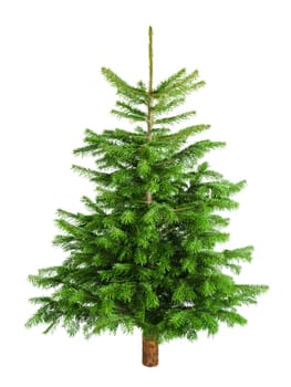 Studio shot of a fresh dense fir tree on a white background without shadows