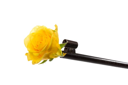 A rose stuck in a gun barrel