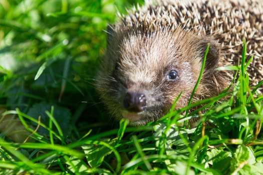 A hedgehog walks through a meadow