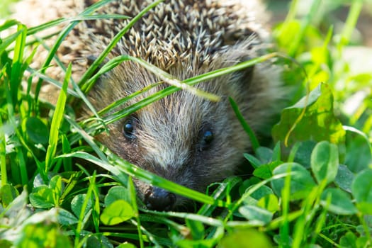 Close-up of a hedgehog,section of the face
