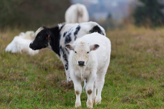 Two Kaelber in a herd in a meadow