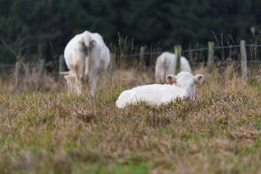 A cow lying in a pasture