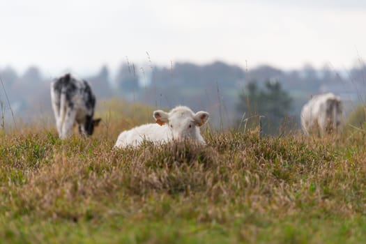 A cow lying in a pasture