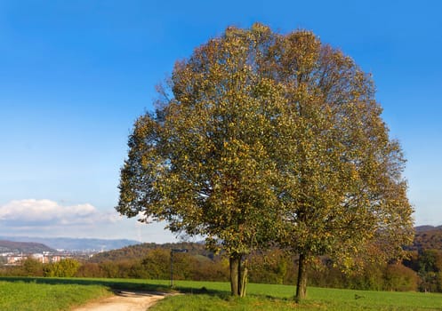 Twin hornbeam on Hundsbuckweglein