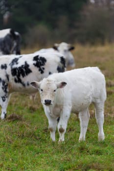 A calf in a herd in a pasture