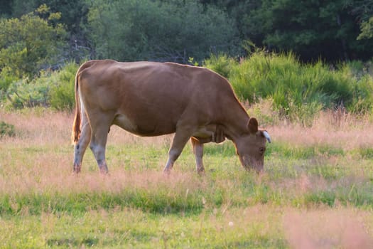 A primordial cattle on a meadow in the Wahner Heide