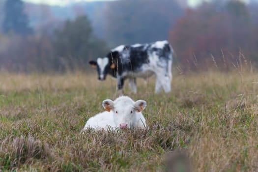 A cow lying in a pasture